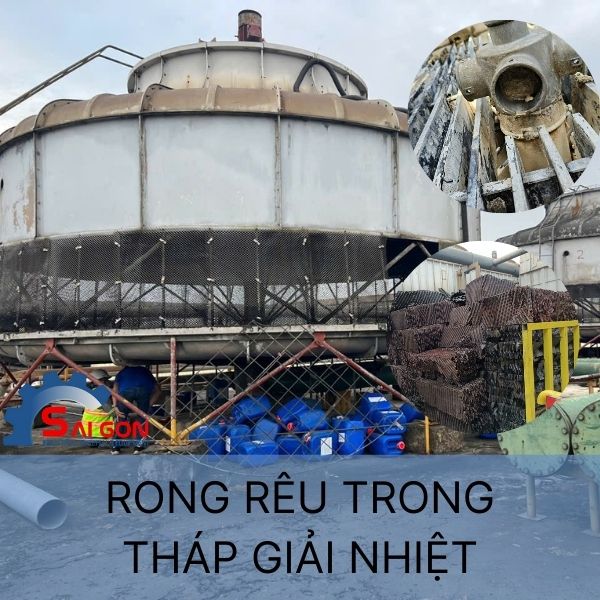 Rong r&ecirc;u trong th&aacute;p giải nhiệt